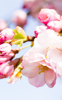 Atemtherapie & Coaching Brugg - Startseite