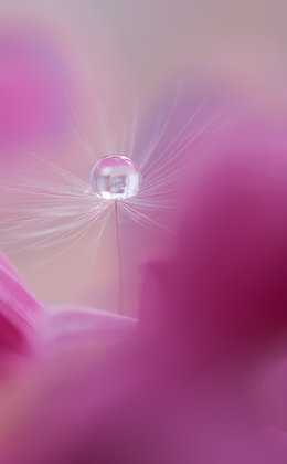 Traumbegleitung | Somatic Experiencing SE 